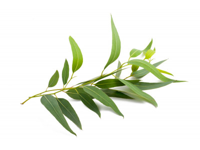 Eucalyptus Officinale  Radié